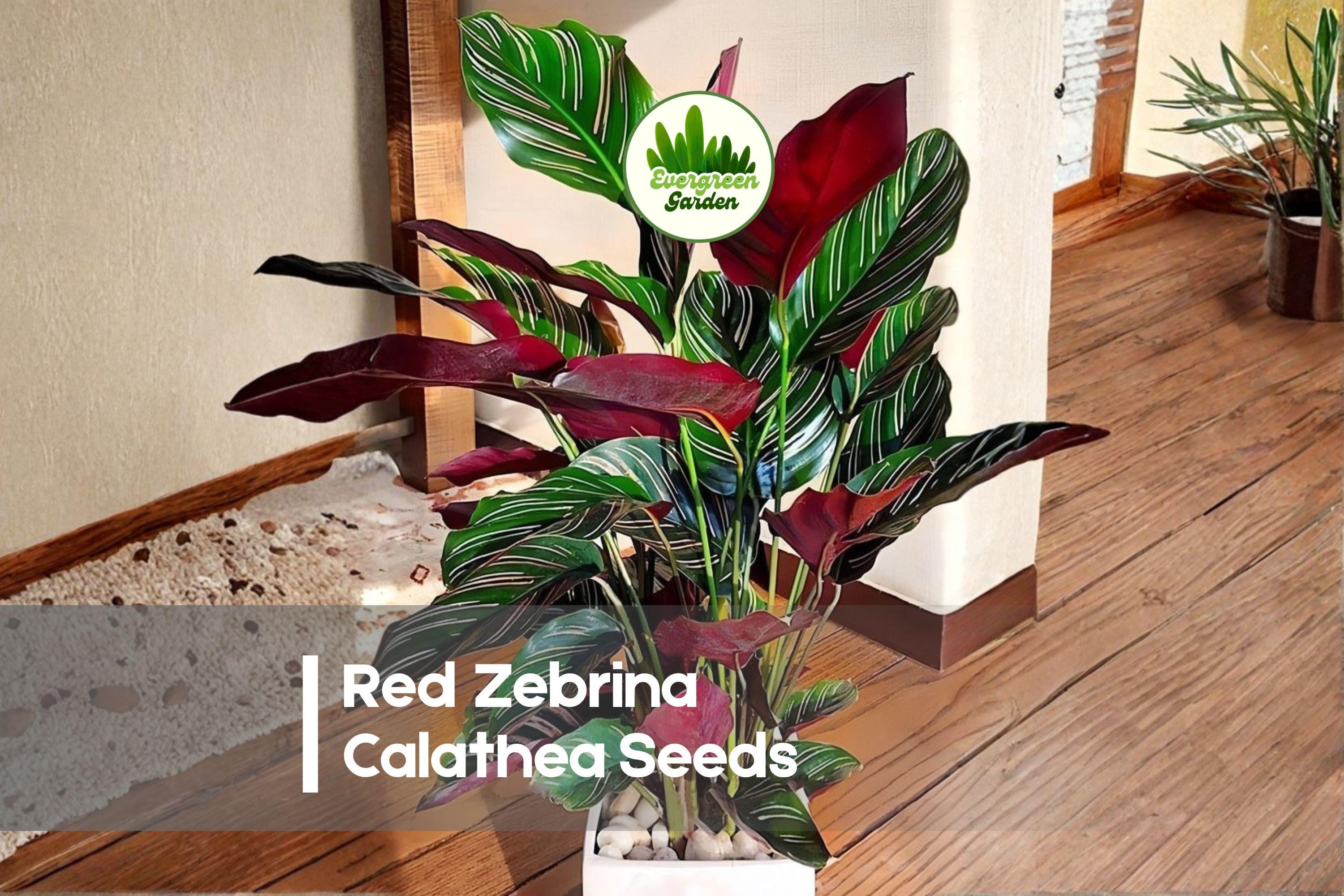Red Zebrina Calathea Seeds – Tropical Foliage Plant with Striped Green Leaves and Red Undersides, Calathea spp.
