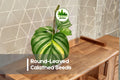 25+ Round-Leaved Calathea Seeds | Tropical Foliage Plant for Indoor & Shade Gardens | Calathea spp.