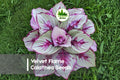 25+ Velvet Flame Calathea Seeds | Tropical Foliage Plant | Deep Red Velvety Leaves | Calathea spp.