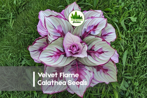 25+ Velvet Flame Calathea Seeds | Tropical Foliage Plant | Deep Red Velvety Leaves | Calathea spp.