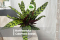 25+ Rattlesnake Calathea Seeds | Tropical Foliage Plant | Calathea lancifolia | Shade Garden, Indoor Pot