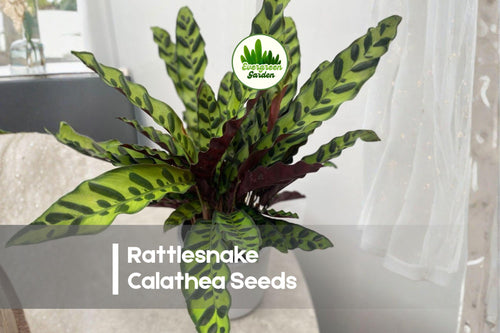 25+ Rattlesnake Calathea Seeds | Tropical Foliage Plant | Calathea lancifolia | Shade Garden, Indoor Pot