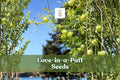 25 Love-in-a-Puff Seeds | Cardiospermum halicacabum | Balloon Vine Climbing Plant | Ornamental Seed Pods