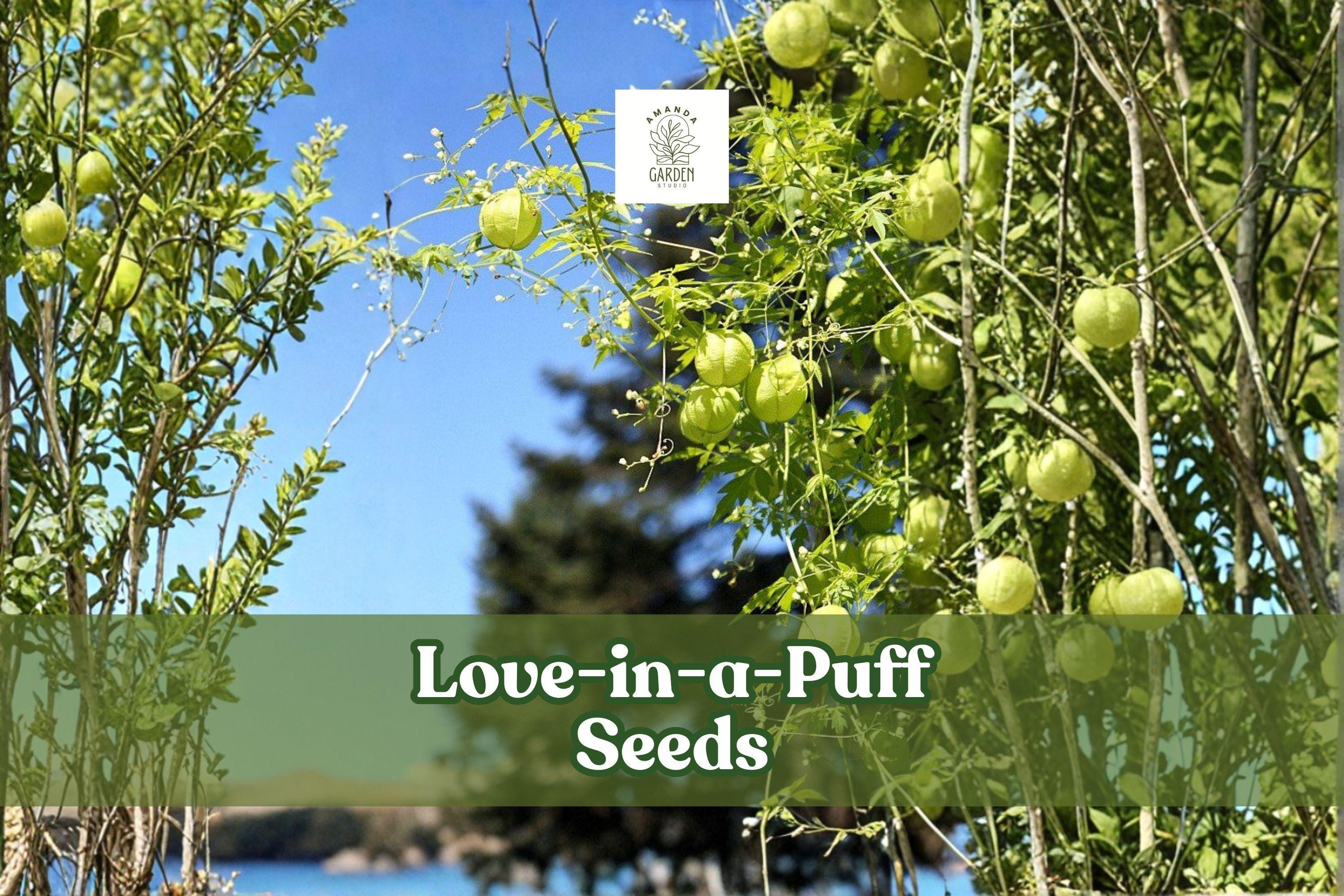 25 Love-in-a-Puff Seeds | Cardiospermum halicacabum | Balloon Vine Climbing Plant | Ornamental Seed Pods