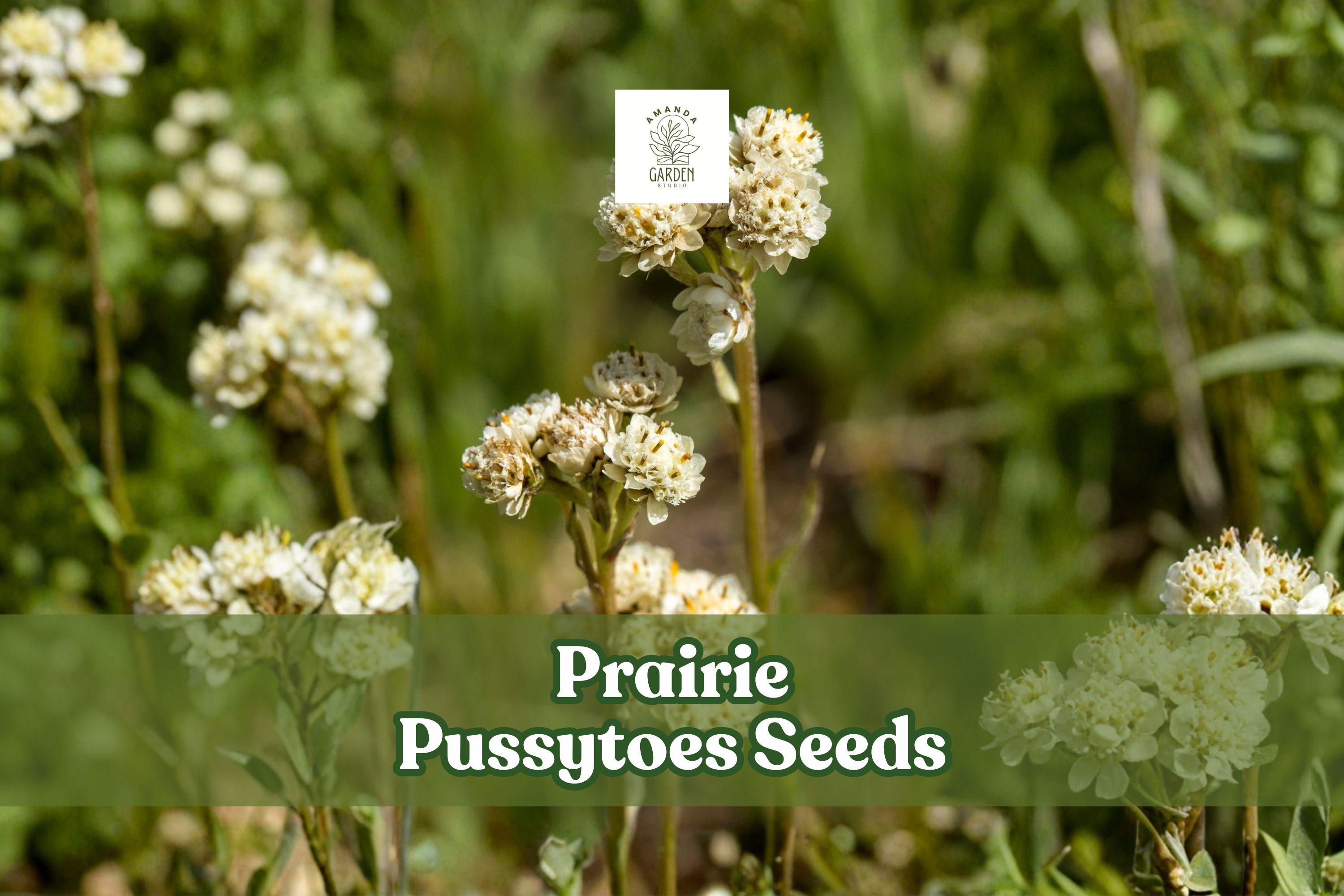 100 Prairie Pussytoes Seeds | Antennaria neglecta | Native Perennial Wildflower Groundcover | Pollinator-Friendly Plant