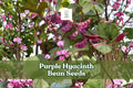 Purple Hyacinth Bean Seeds, Lablab purpureus, Ornamental Climbing Vine, Purple Flowers & Pods, Non-GMO, Garden Trellis Plant