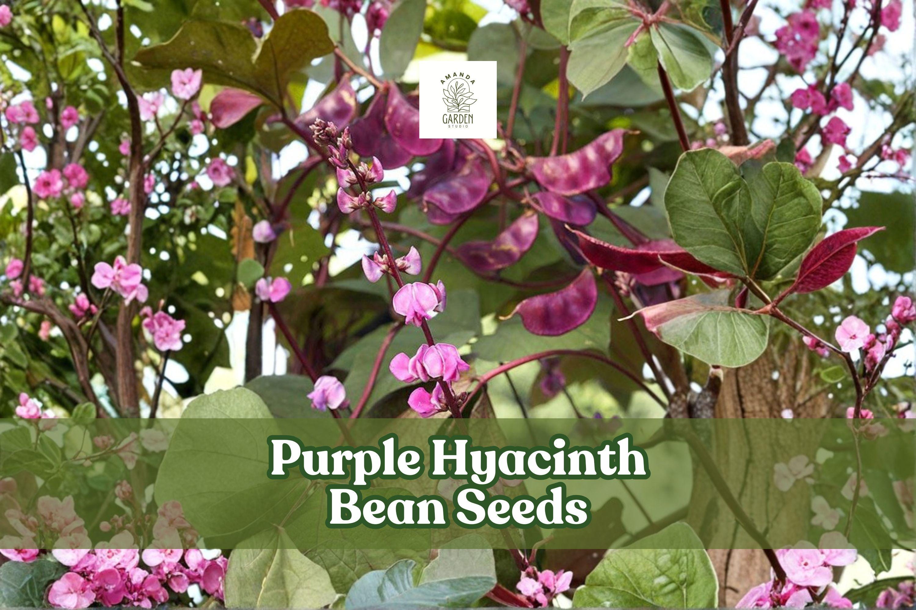 Purple Hyacinth Bean Seeds, Lablab purpureus, Ornamental Climbing Vine, Purple Flowers & Pods, Non-GMO, Garden Trellis Plant