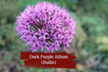 Dark Purple Allium Bulbs Set of 10 | Ornamental Spring Garden Blooms | Large Globe-Shaped Flowers | Allium species