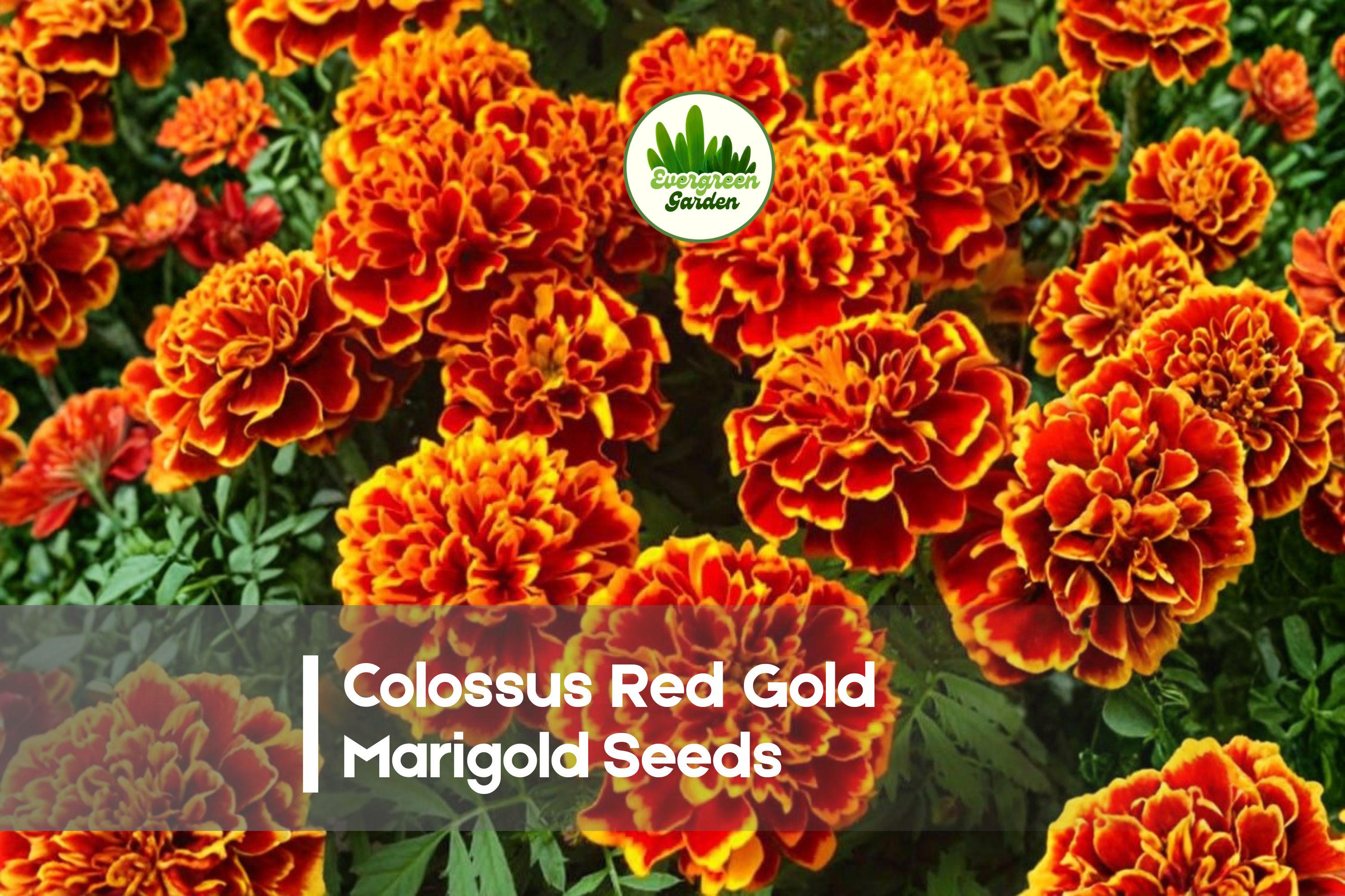 25+ Colossus Red Gold Marigold Seeds | Tagetes erecta | Bi-Color Red & Gold Flowers | Summer Annual for Borders & Containers