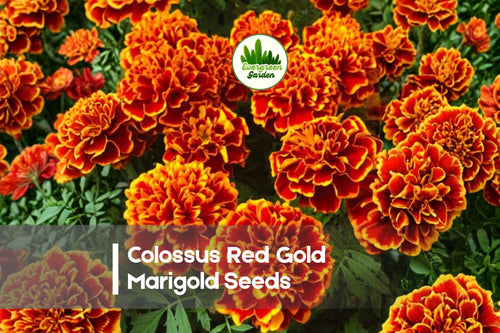 25+ Colossus Red Gold Marigold Seeds | Tagetes erecta | Bi-Color Red & Gold Flowers | Summer Annual for Borders & Containers