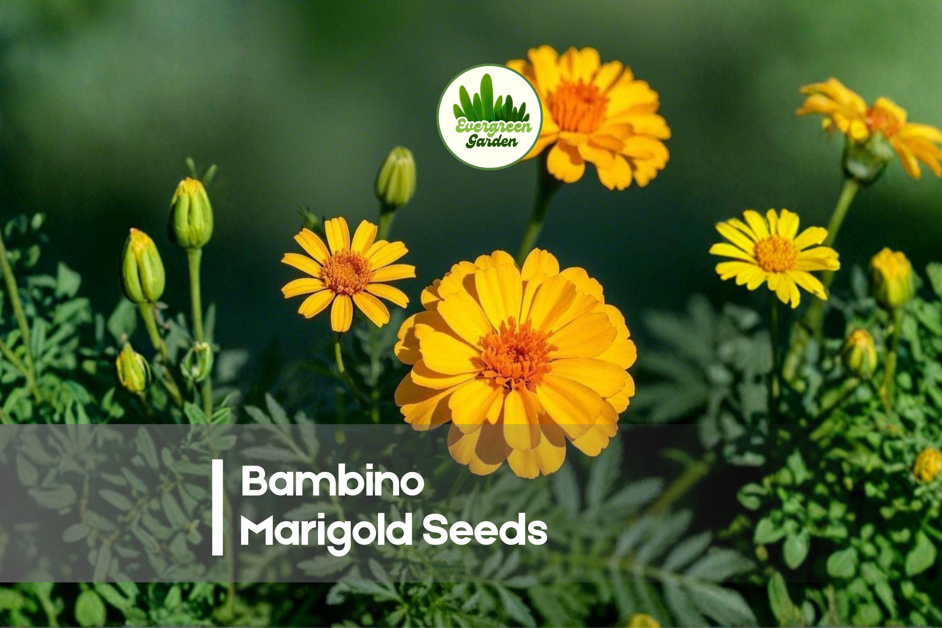 25+ Bambino Marigold Seeds - Dwarf Tagetes patula, Golden Orange, Compact Annual for Borders, Pots & Rock Gardens