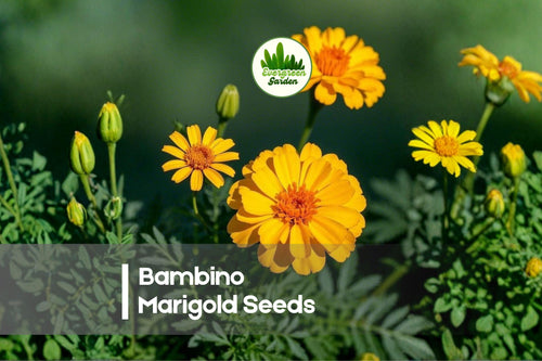 25+ Bambino Marigold Seeds - Dwarf Tagetes patula, Golden Orange, Compact Annual for Borders, Pots & Rock Gardens