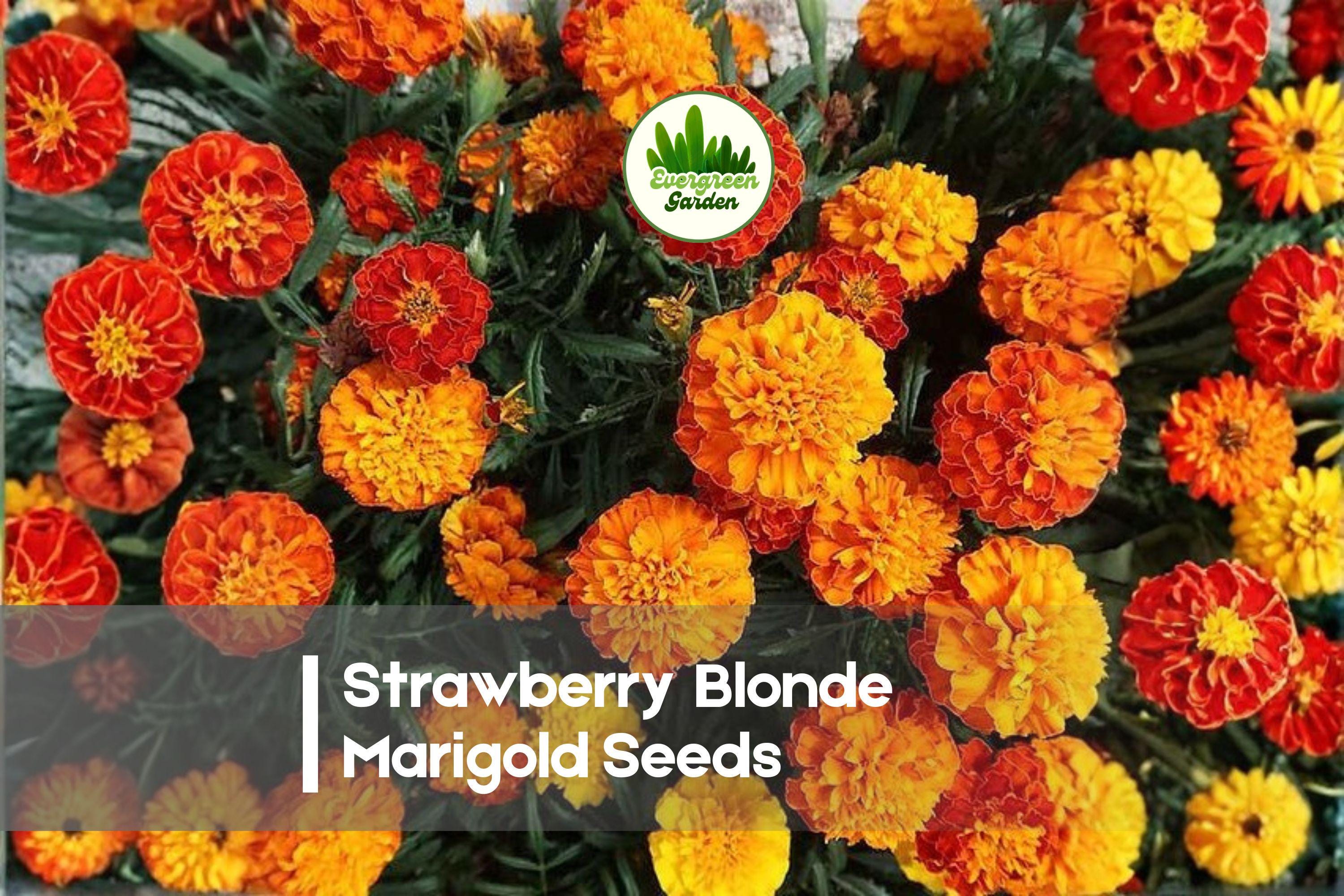 25+ Strawberry Blonde Marigold Seeds | Tagetes patula | Color-Change Blooms | Garden, Borders, Containers