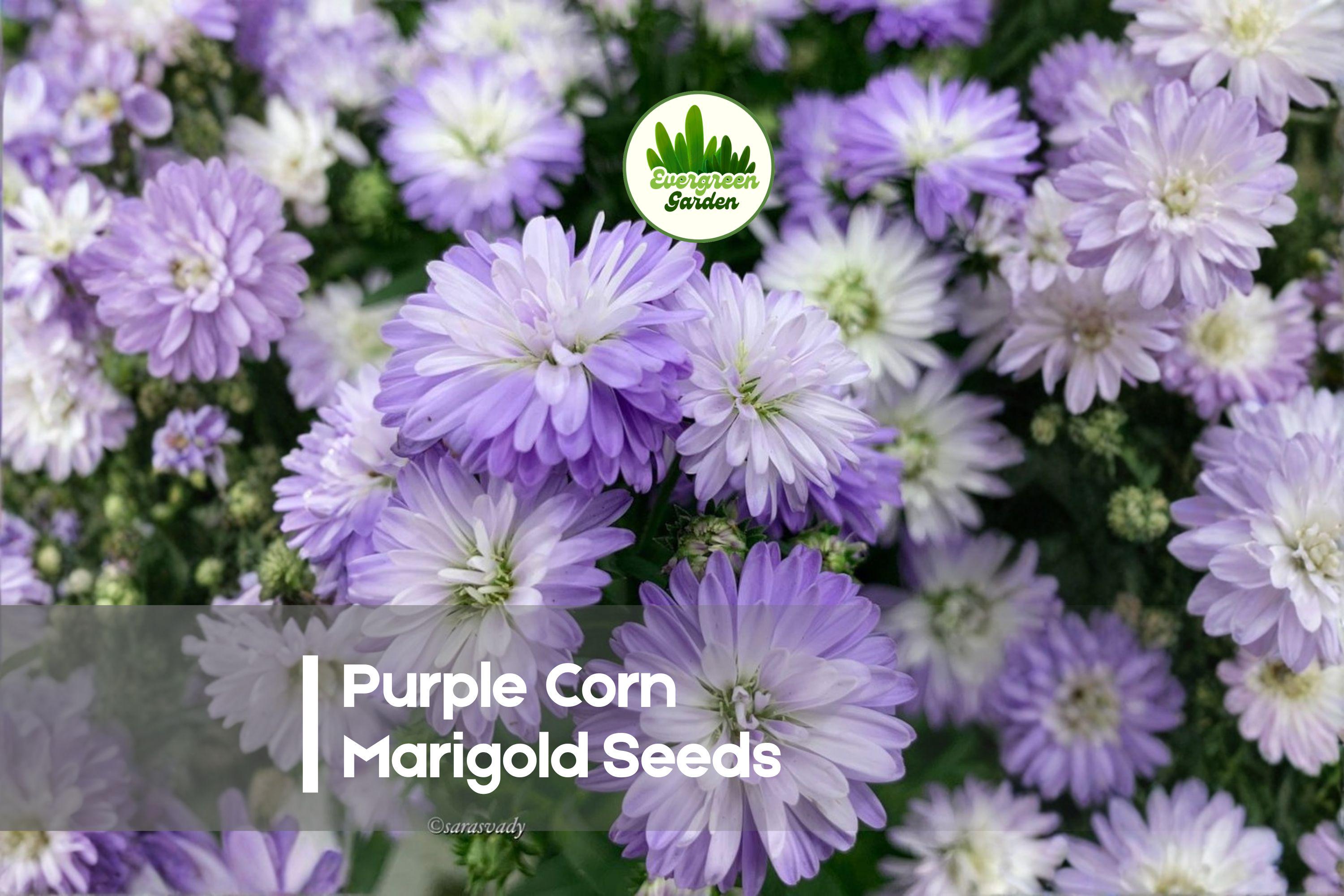 25+ Purple Corn Marigold Seeds | Wildflower, Daisy-Like Blooms, Attracts Pollinators | Glebionis segetum