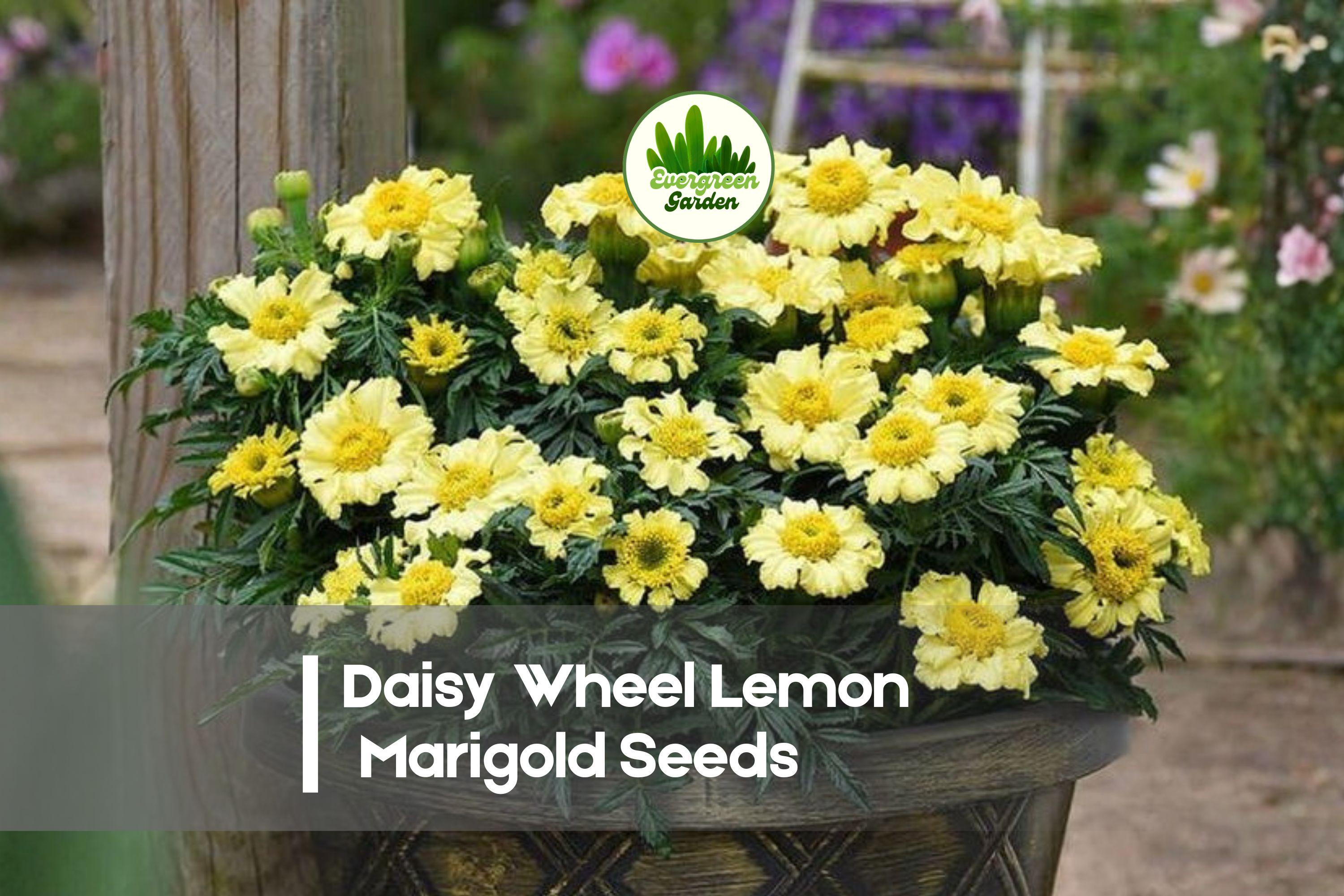 Daisy Wheel Lemon Marigold Seeds – Tagetes spp. Bright Lemon-Yellow Daisy Flowers for Borders, Containers & Pollinator Gardens