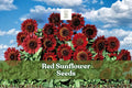 Red Sunflower Seeds – Helianthus annuus, 50 Non-GMO Heirloom Flower Seeds for Garden, Cut Flowers & Pollinator Gardens