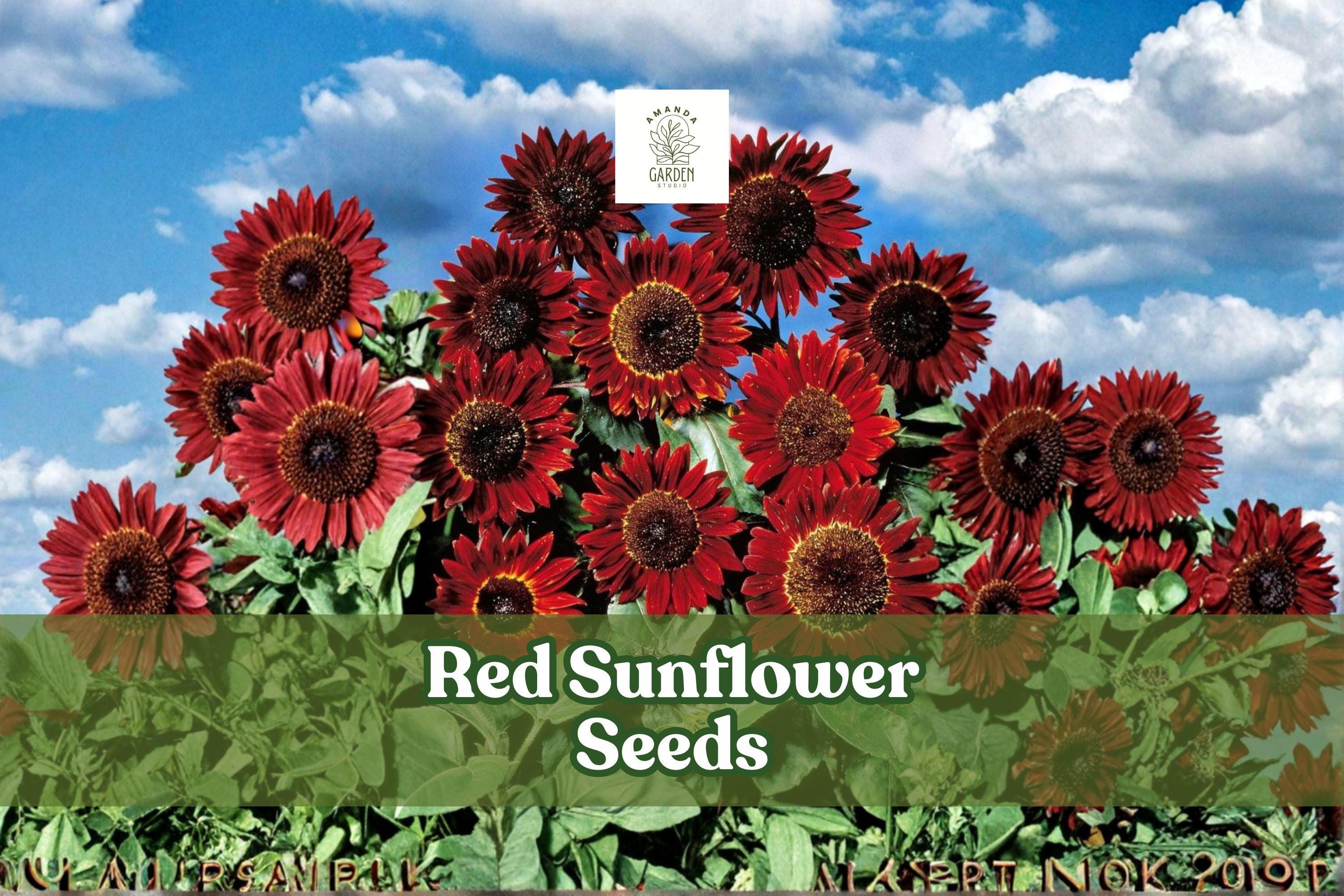 Red Sunflower Seeds – Helianthus annuus, 50 Non-GMO Heirloom Flower Seeds for Garden, Cut Flowers & Pollinator Gardens