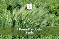 1 Pound Triticale Seeds ×Triticosecale Hybrid Grain Crop Non-GMO Cover & Forage Seed