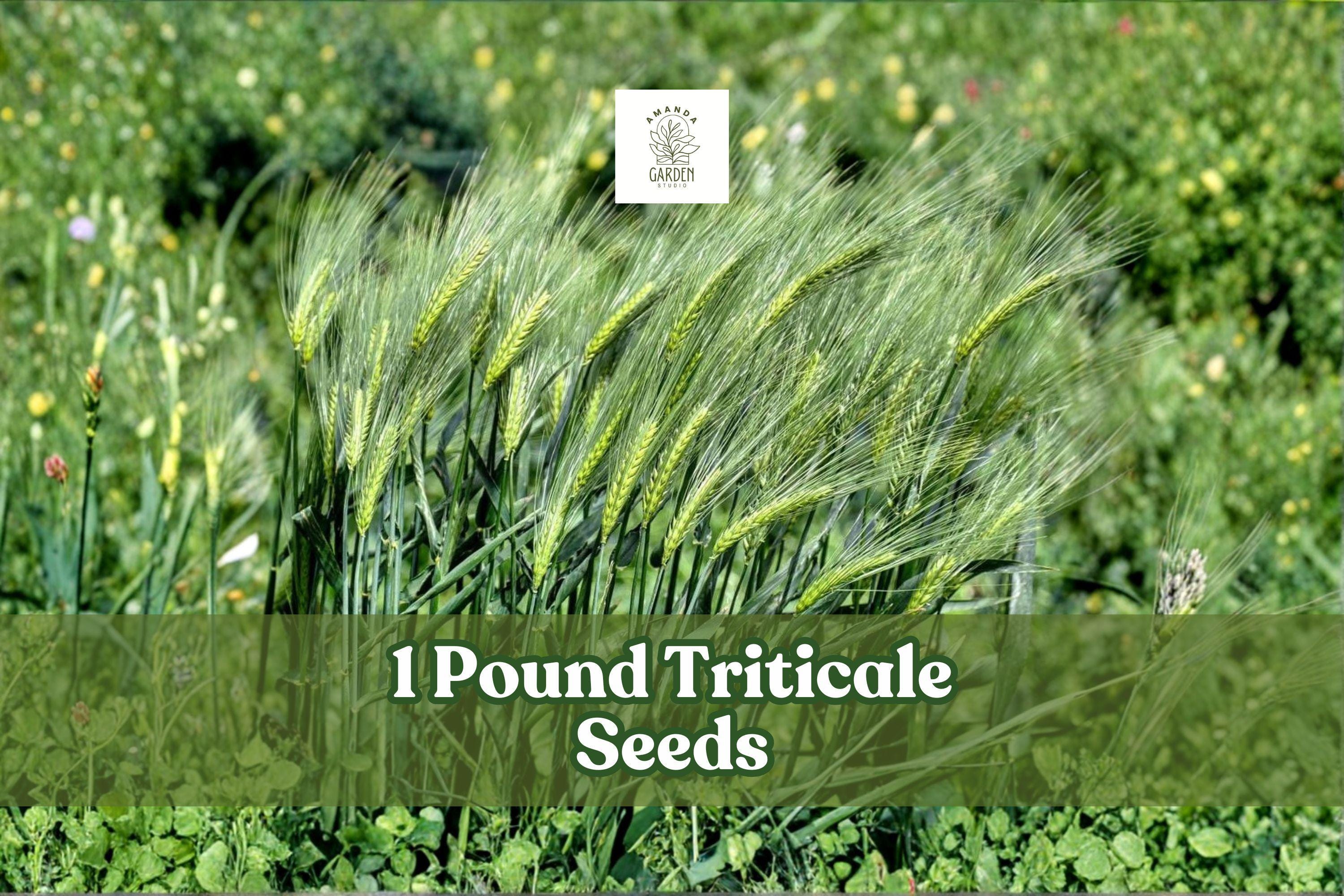 1 Pound Triticale Seeds ×Triticosecale Hybrid Grain Crop Non-GMO Cover & Forage Seed