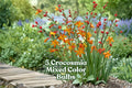 5 Crocosmia Bulbs – Mixed Color Summer Flowering Bulbs for Borders, Beds & Containers | Attracts Hummingbirds & Butterflies