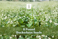 8 lb Non-GMO Buckwheat Seeds | Cover Crop, Pollinator-Friendly Grain | Fagopyrum esculentum
