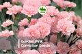 200 Garden Pink Carnation Seeds - Dianthus caryophyllus Soft Pink Flowers for Borders, Pots & Garden Beds