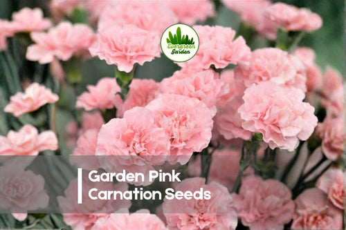 200 Garden Pink Carnation Seeds - Dianthus caryophyllus Soft Pink Flowers for Borders, Pots & Garden Beds