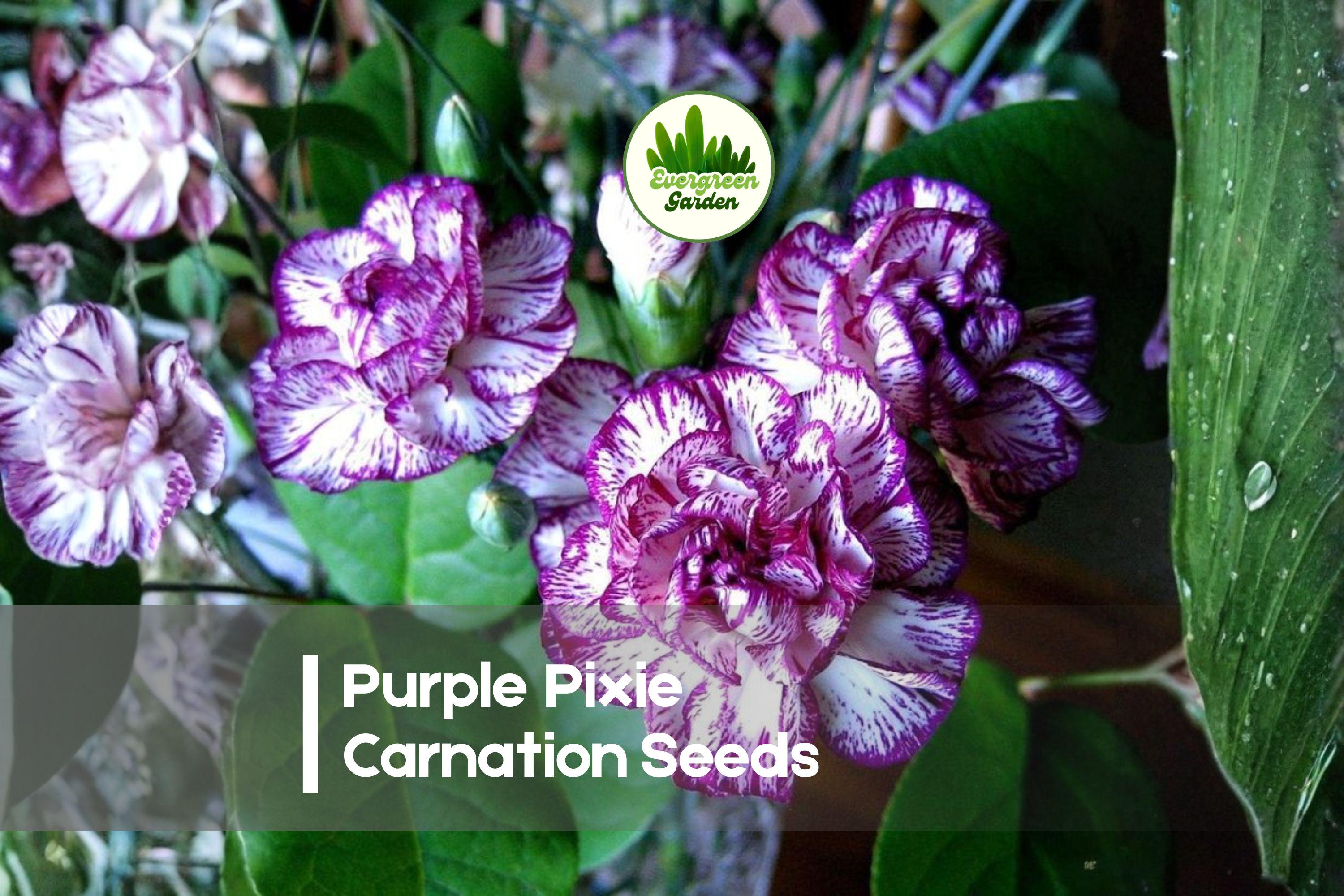 200 Purple Pixie Carnation Seeds - Vibrant Purple Dianthus caryophyllus for Gardens, Borders, Pots, Easy to Grow