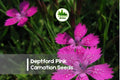 200 Deptford Pink Carnation Seeds - Bright Pink Dianthus armeria for Gardens, Borders & Pots, Easy to Grow Flower Seed Pack