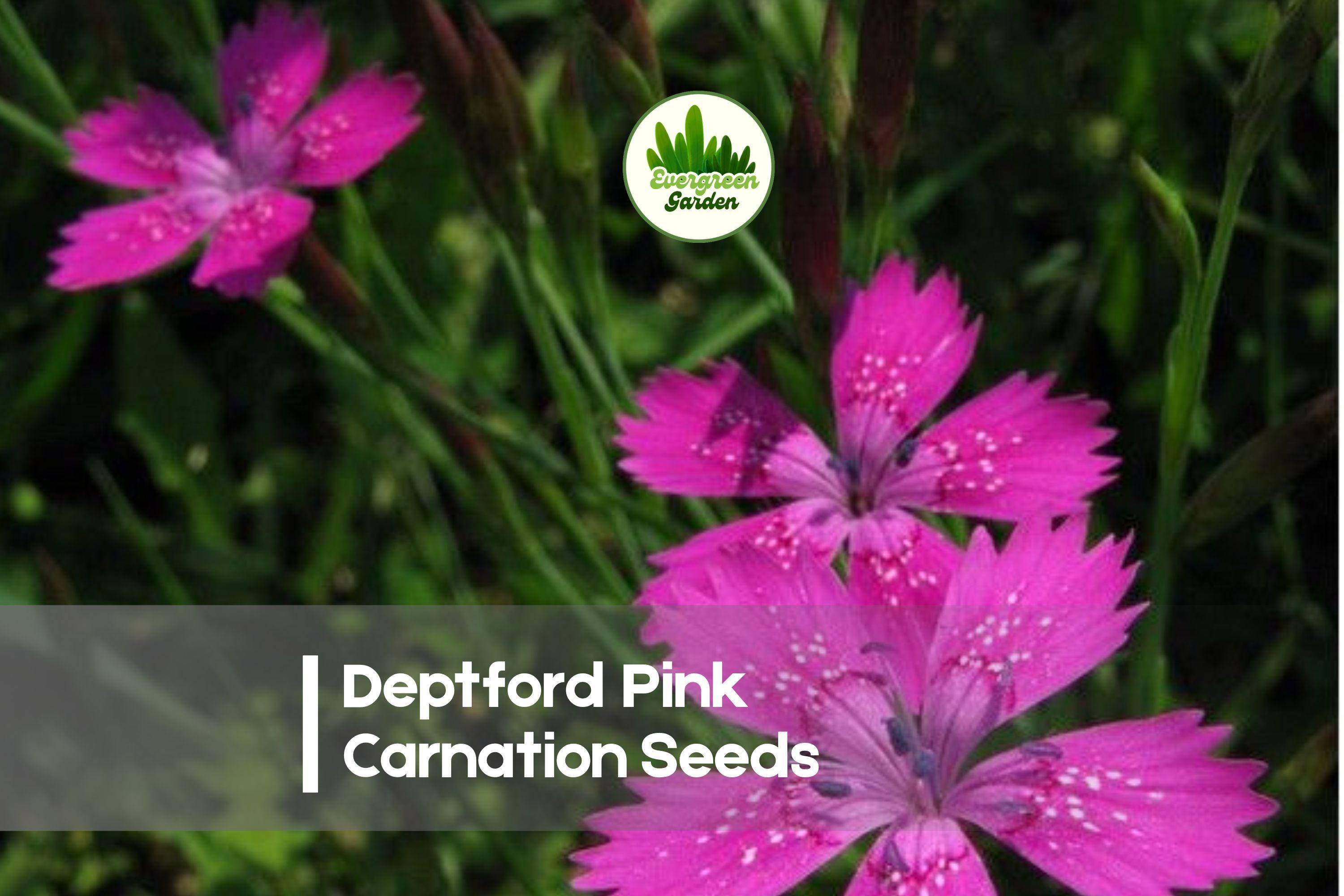 200 Deptford Pink Carnation Seeds - Bright Pink Dianthus armeria for Gardens, Borders & Pots, Easy to Grow Flower Seed Pack