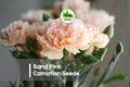 200 Sand Pink Carnation Seeds - Fragrant Pink Dianthus arenarius for Borders, Rock Gardens & Cottage Landscapes
