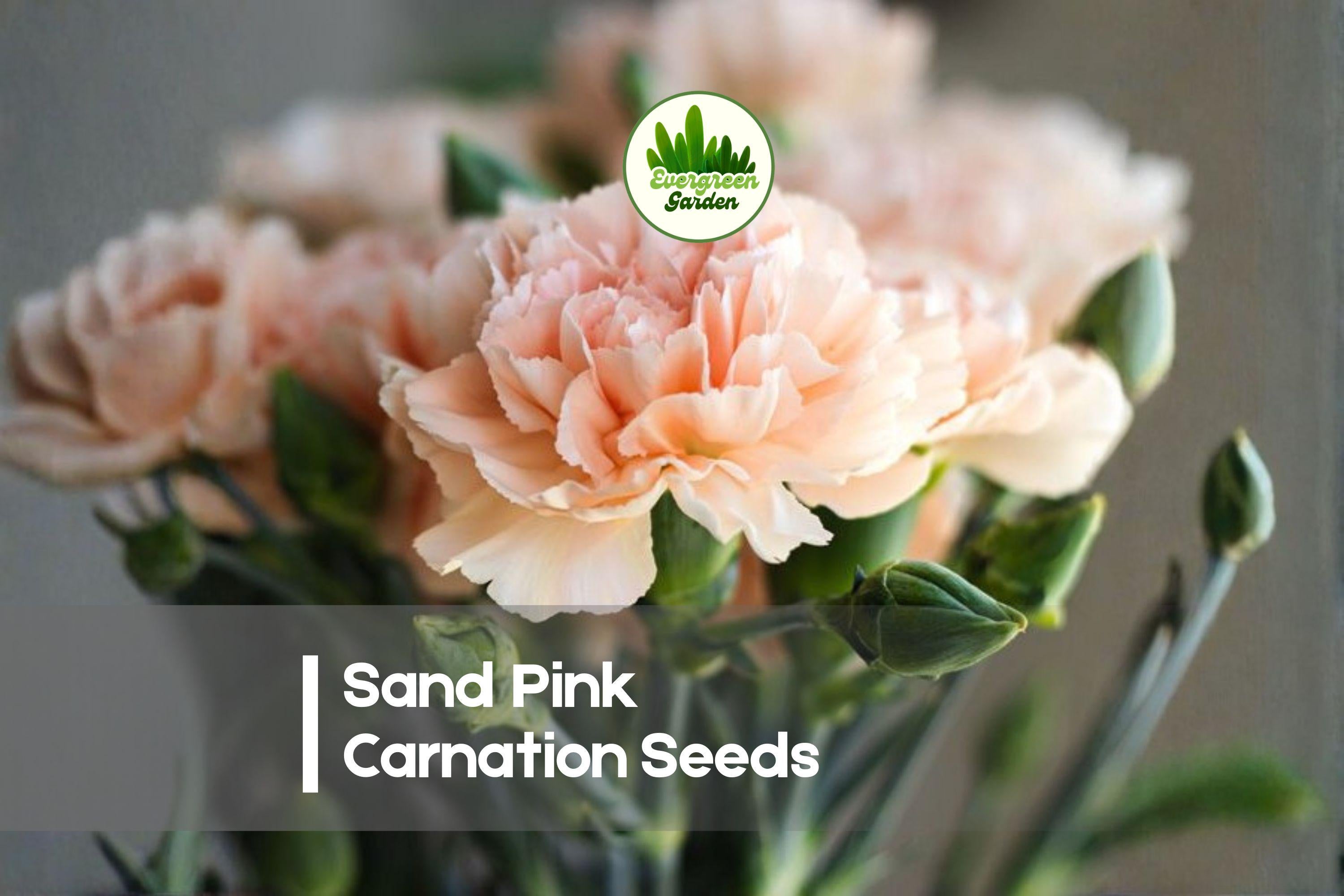 200 Sand Pink Carnation Seeds - Fragrant Pink Dianthus arenarius for Borders, Rock Gardens & Cottage Landscapes