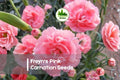 200 Freyn's Pink Carnation Seeds - Dianthus freynii, Soft Pink Blooms, Perennial, Easy to Grow, Full Sun, Decorative Garden & Border Plants