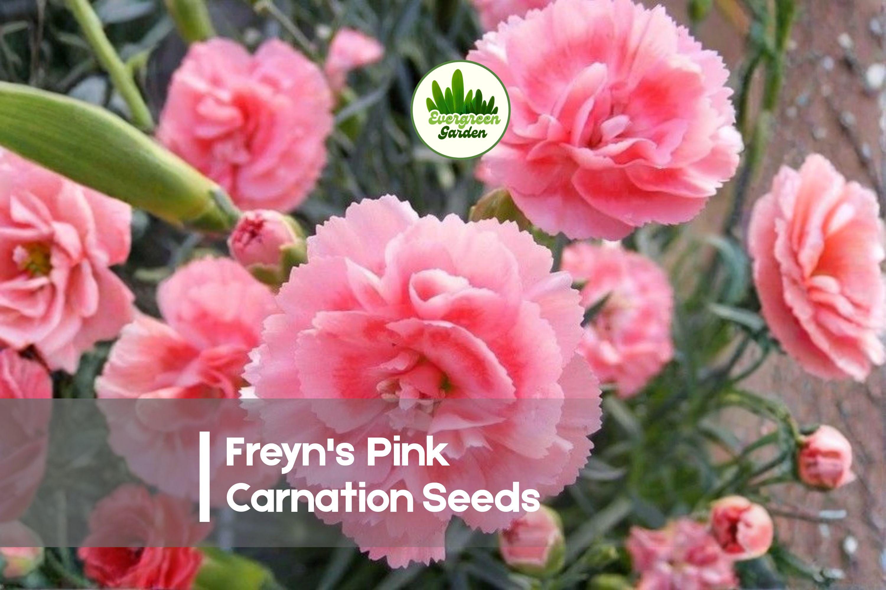 200 Freyn's Pink Carnation Seeds - Dianthus freynii, Soft Pink Blooms, Perennial, Easy to Grow, Full Sun, Decorative Garden & Border Plants