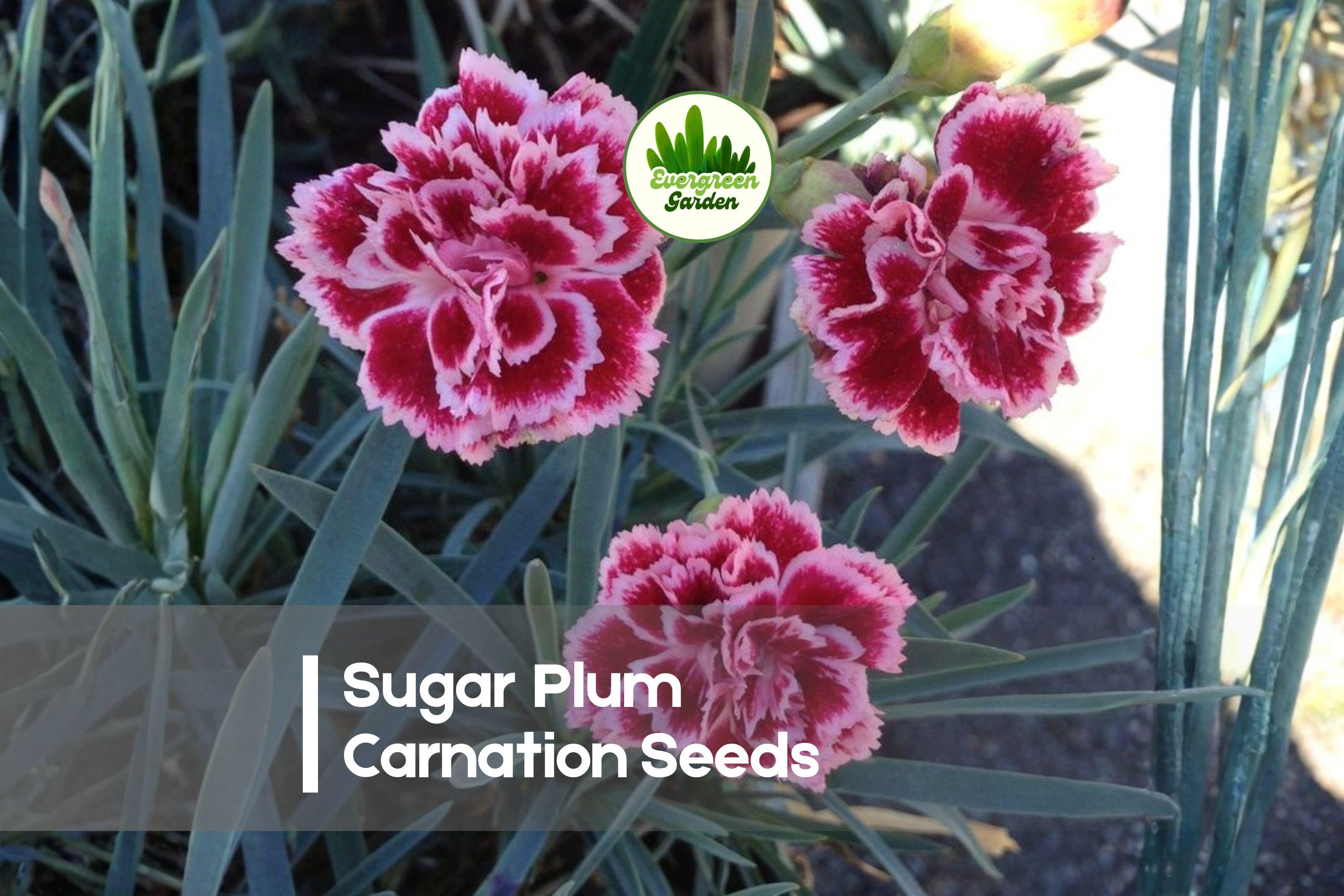 200 Sugar Plum Carnation Seeds - Dianthus caryophyllus, Plum Purple Blooms, Perennial, Easy to Grow