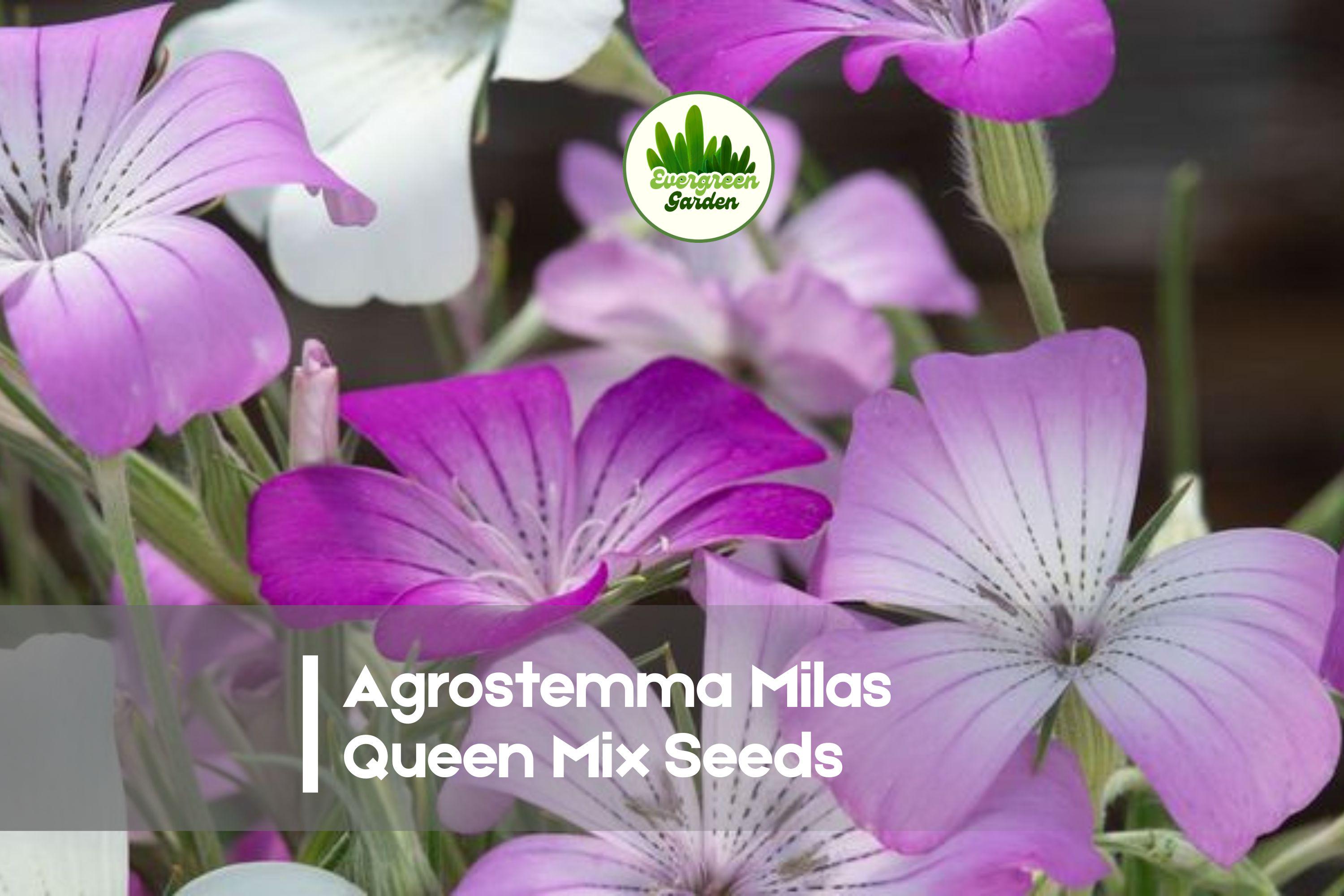 Agrostemma githago Milas Queen Mix Seeds – Pastel Bicolor Flowers for Borders, Cottage Gardens & Cut Flowers