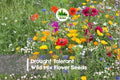 Drought Tolerant Wildflower Seed Mix - Bulk Native Annuals & Perennials for Low-Water Gardens, Pollinator-Friendly, Full Sun
