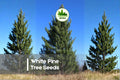 50 White Pine Tree Seeds, Pinus strobus, Evergreen, Fast-Growing, Blue-Green Needles, Landscape, Windbreaks, Reforestation