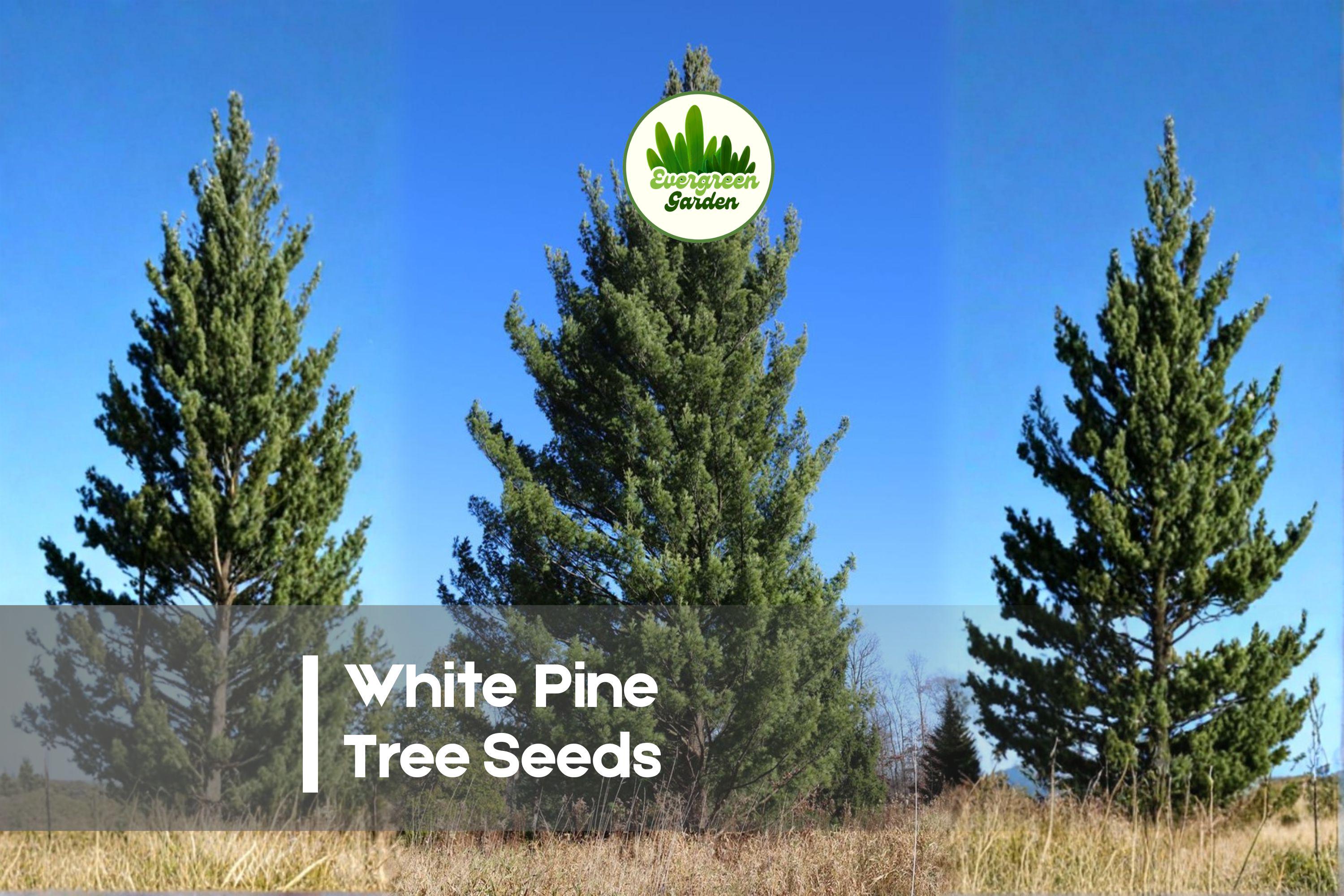 50 White Pine Tree Seeds, Pinus strobus, Evergreen, Fast-Growing, Blue-Green Needles, Landscape, Windbreaks, Reforestation