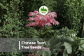 30 Chinese Toon Tree Seeds - Ornamental Toona sinensis with Pink Young Leaves, Deciduous Landscaping Tree