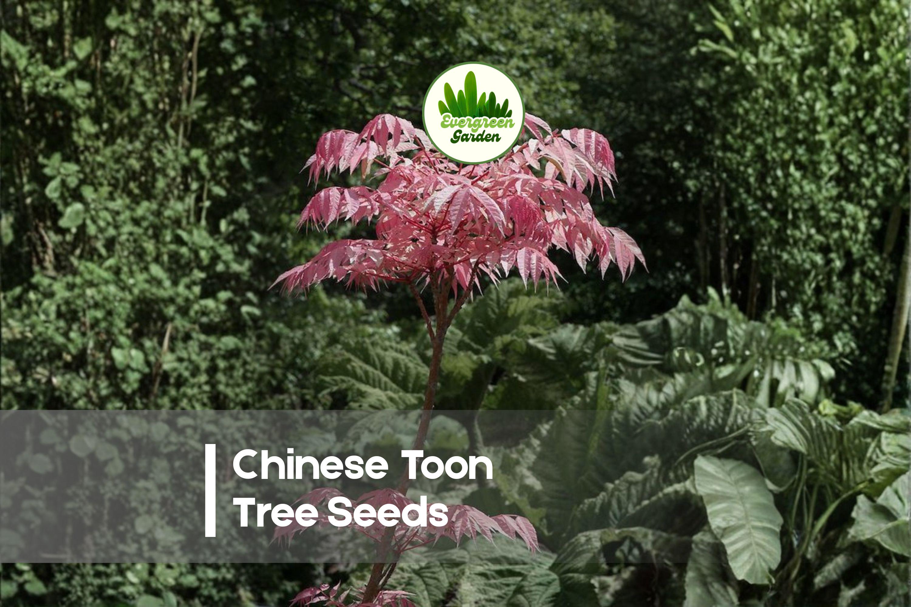 30 Chinese Toon Tree Seeds - Ornamental Toona sinensis with Pink Young Leaves, Deciduous Landscaping Tree