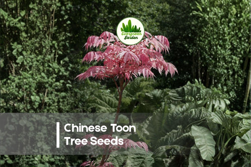 30 Chinese Toon Tree Seeds - Ornamental Toona sinensis with Pink Young Leaves, Deciduous Landscaping Tree