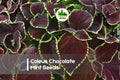 10 Coleus Chocolate Mint Seeds - Variegated Foliage, Indoor & Outdoor, Coleus scutellarioides