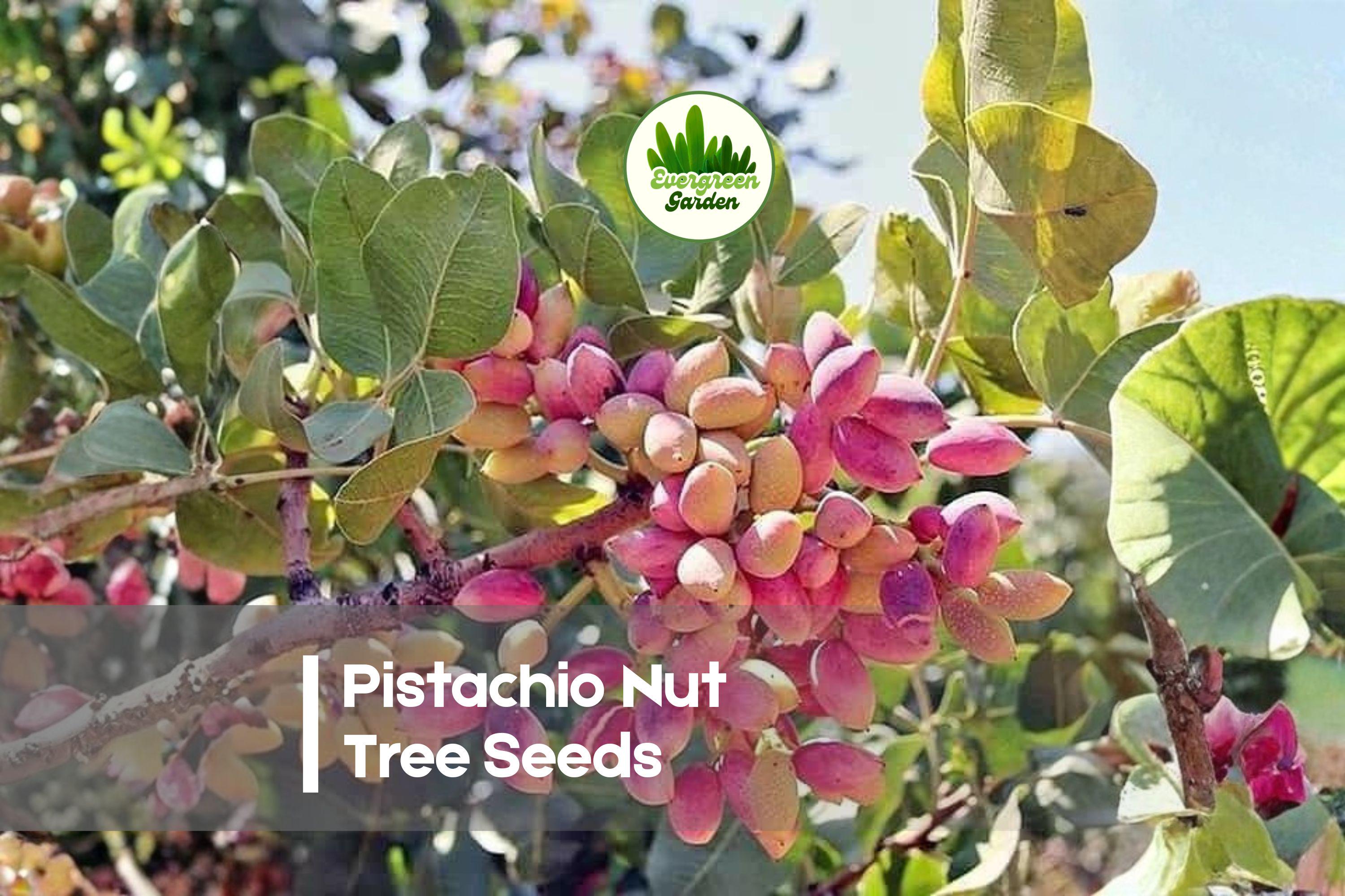 Pistachio Nut Tree Seeds – Pack of 5, Pistacia vera, Ornamental & Fruit Tree for Warm Climates, Drought Tolerant, Landscape Plant