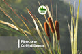 50 Pinecone Cattail Seeds, Carex shortiana, Ornamental Sedge for Wetlands & Native Gardens
