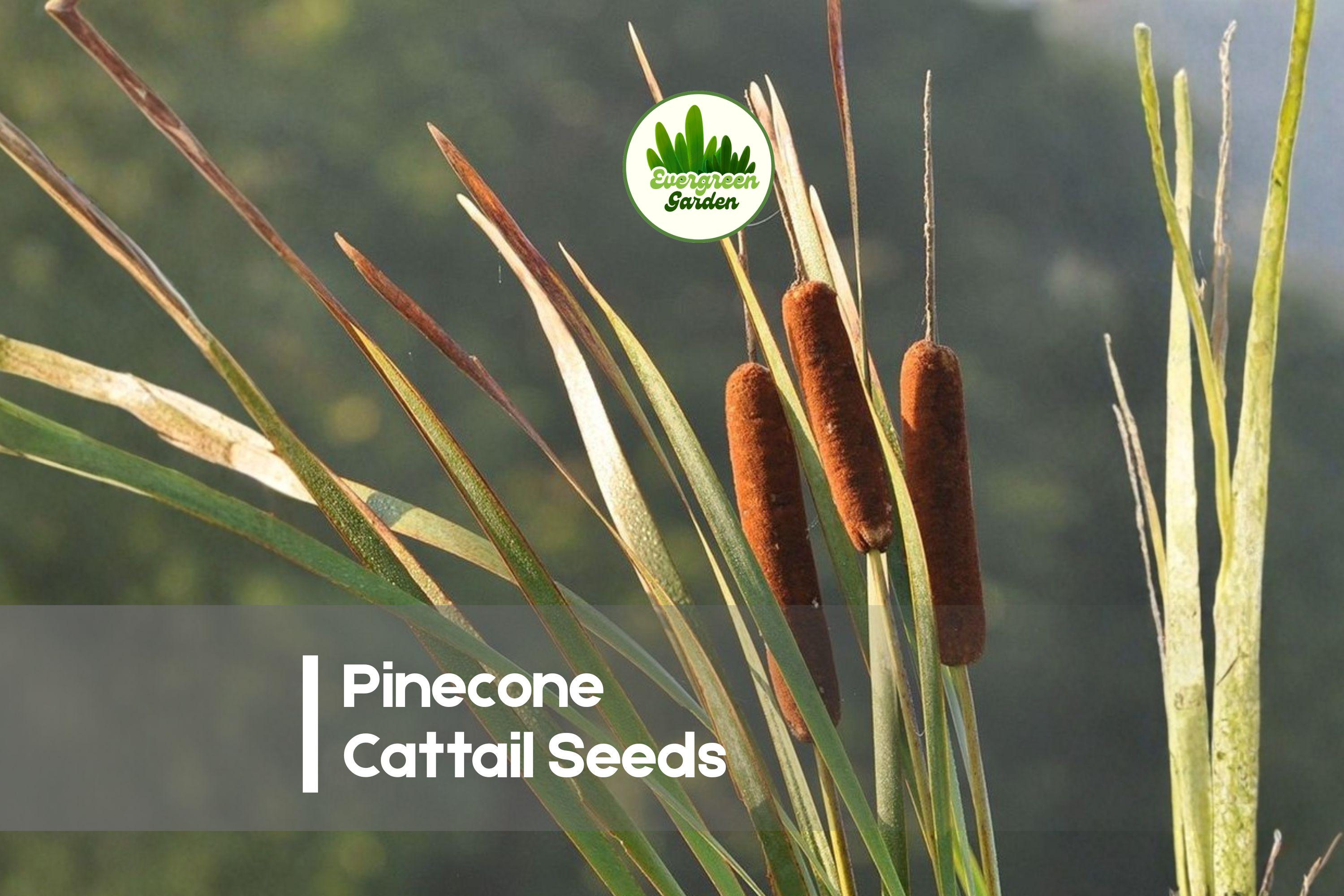50 Pinecone Cattail Seeds, Carex shortiana, Ornamental Sedge for Wetlands & Native Gardens