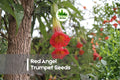 20 Red Angel Trumpet Seeds - Brugmansia Flowers for Ornamental Gardens & Containers, Tropical Shrub, Red & Pink Blooms