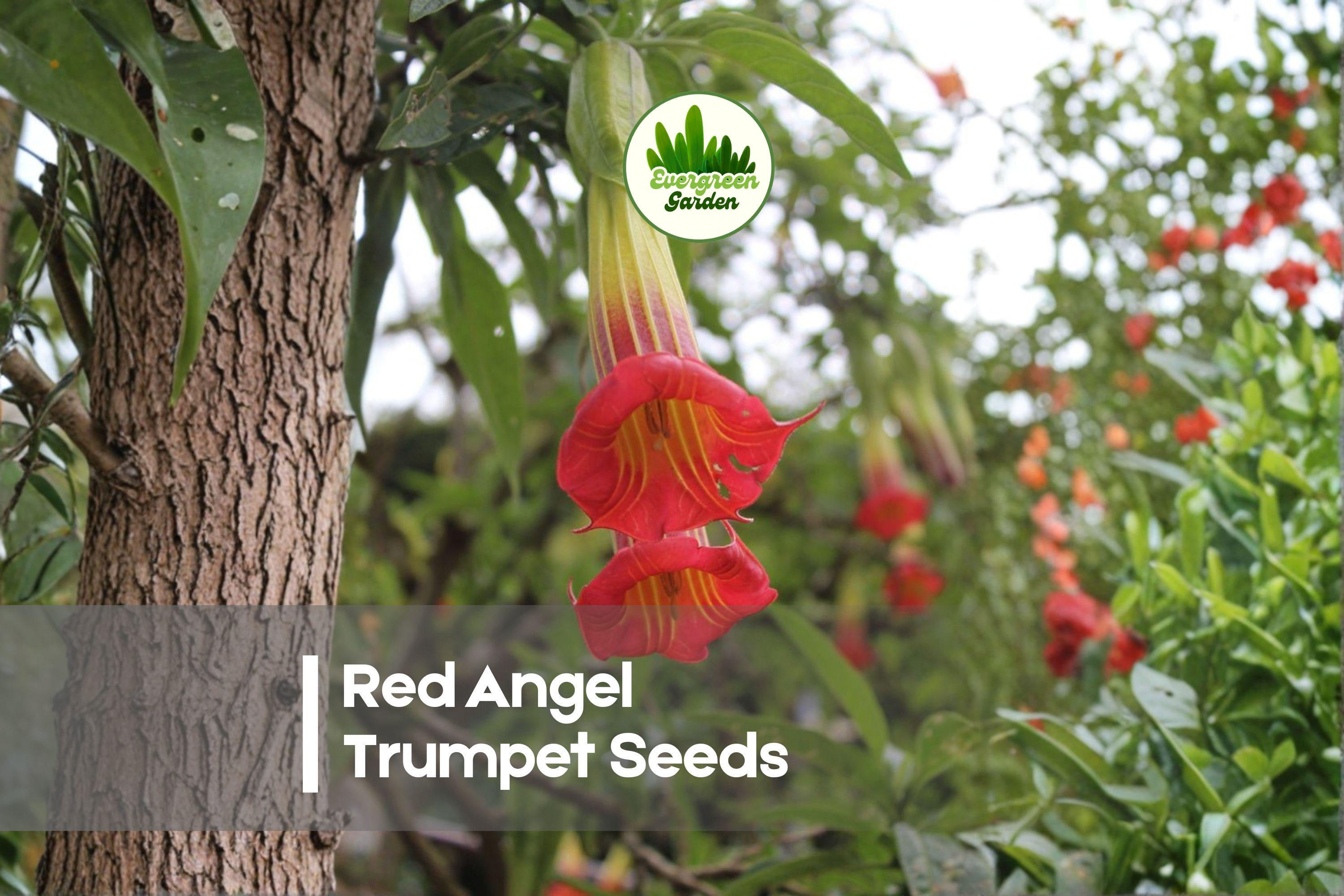 20 Red Angel Trumpet Seeds - Brugmansia Flowers for Ornamental Gardens & Containers, Tropical Shrub, Red & Pink Blooms