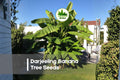 Darjeeling Banana Seeds, Musa sikkimensis, Ornamental Tropical Plant, Fast-Growing, Hardy, Exotic Garden, Landscaping, Container