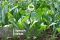 200 Spinach Seeds, Space Hybrid, Fast-Growing Leafy Green, Spinacia oleracea, Vegetable Seeds for Garden Beds & Containers
